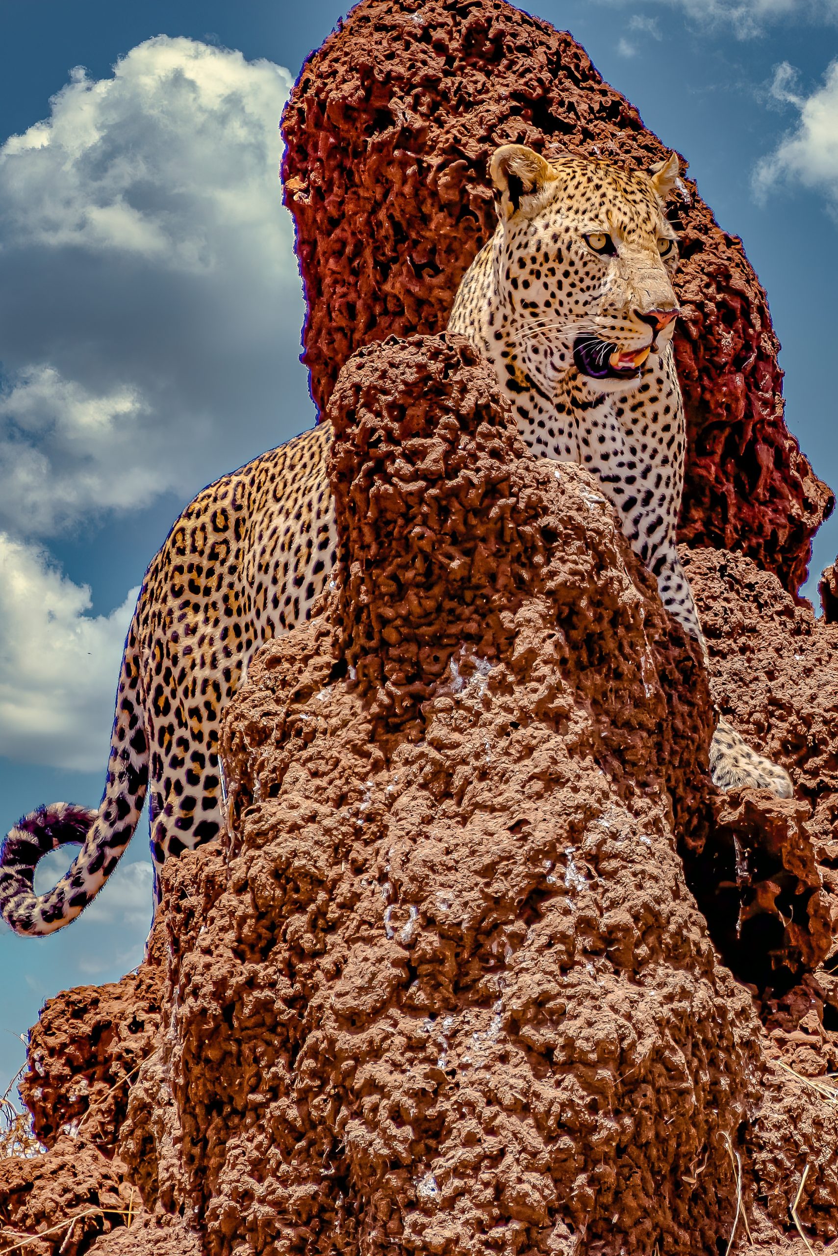 African leopard climbing a rocky cliff under a cloudy sky An African leopard climbing a rocky cliff under a cloudy sky