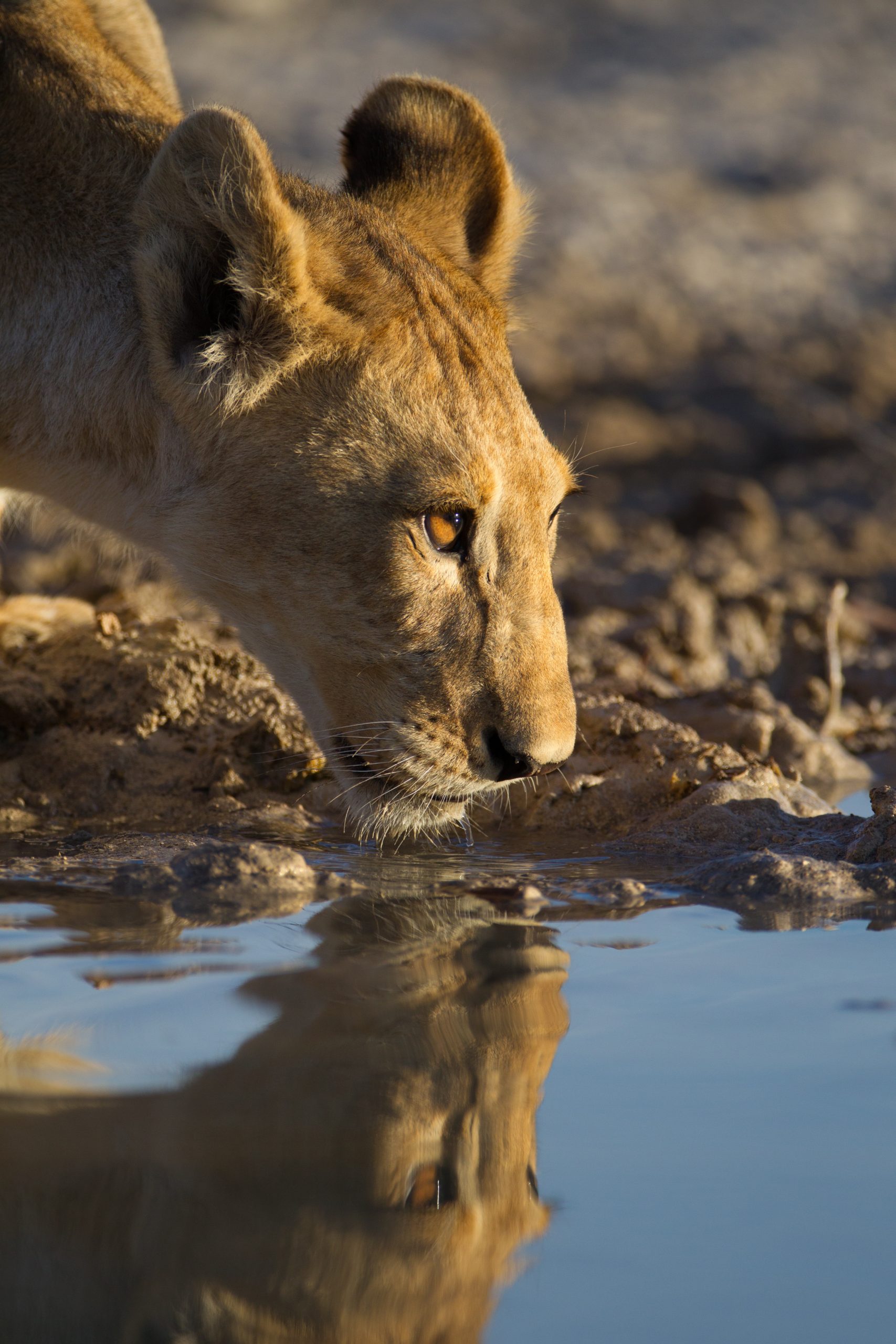 Vertical shot of a beautiful lioness drinking water from the lake with her reflection in the water A vertical shot of a beautiful lioness drinking water from the lake with her reflection in the water