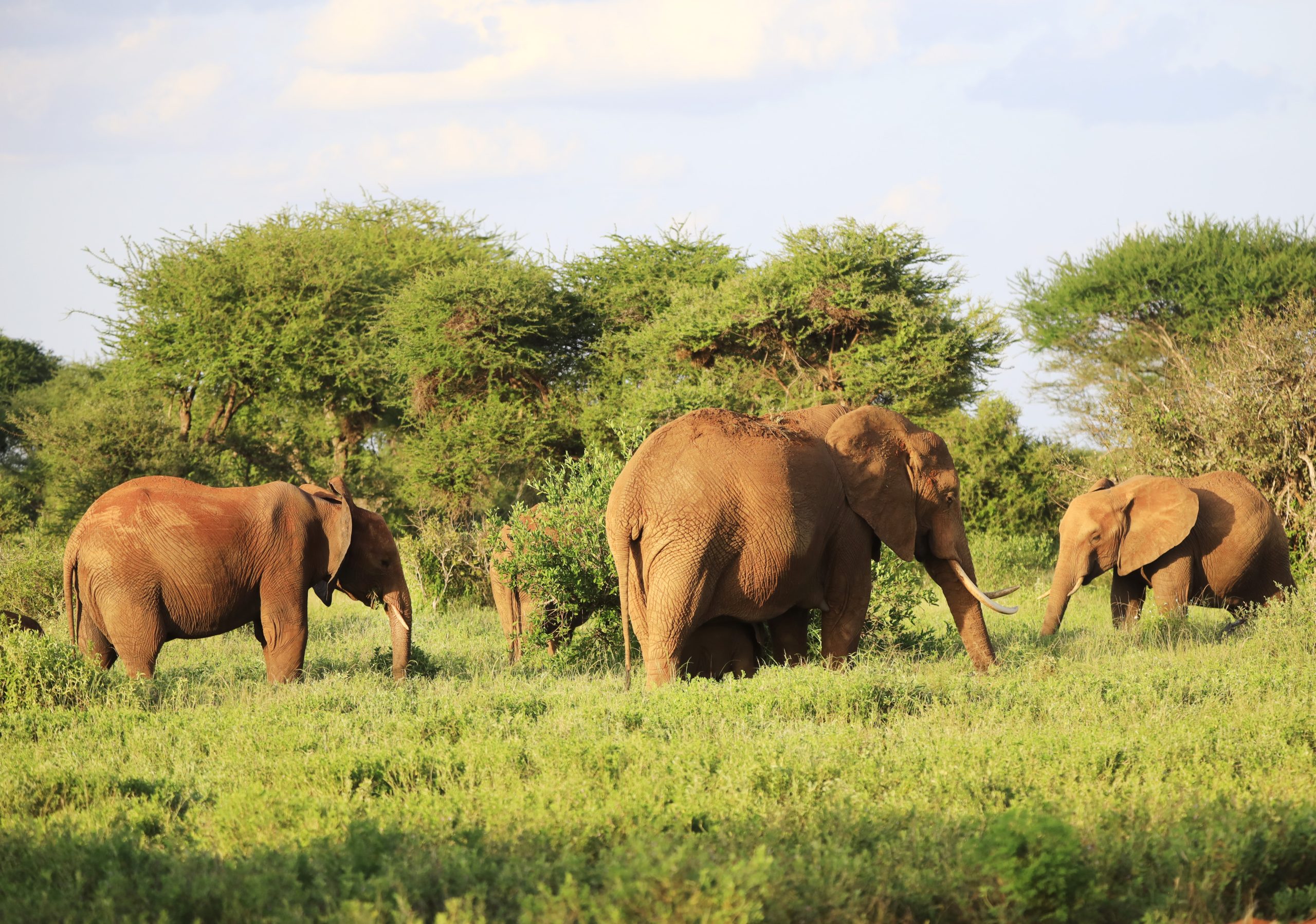 Elephants standing next to each other on a green field in Kenya, Africa Several elephants standing next to each other on a green field in Kenya, Africa