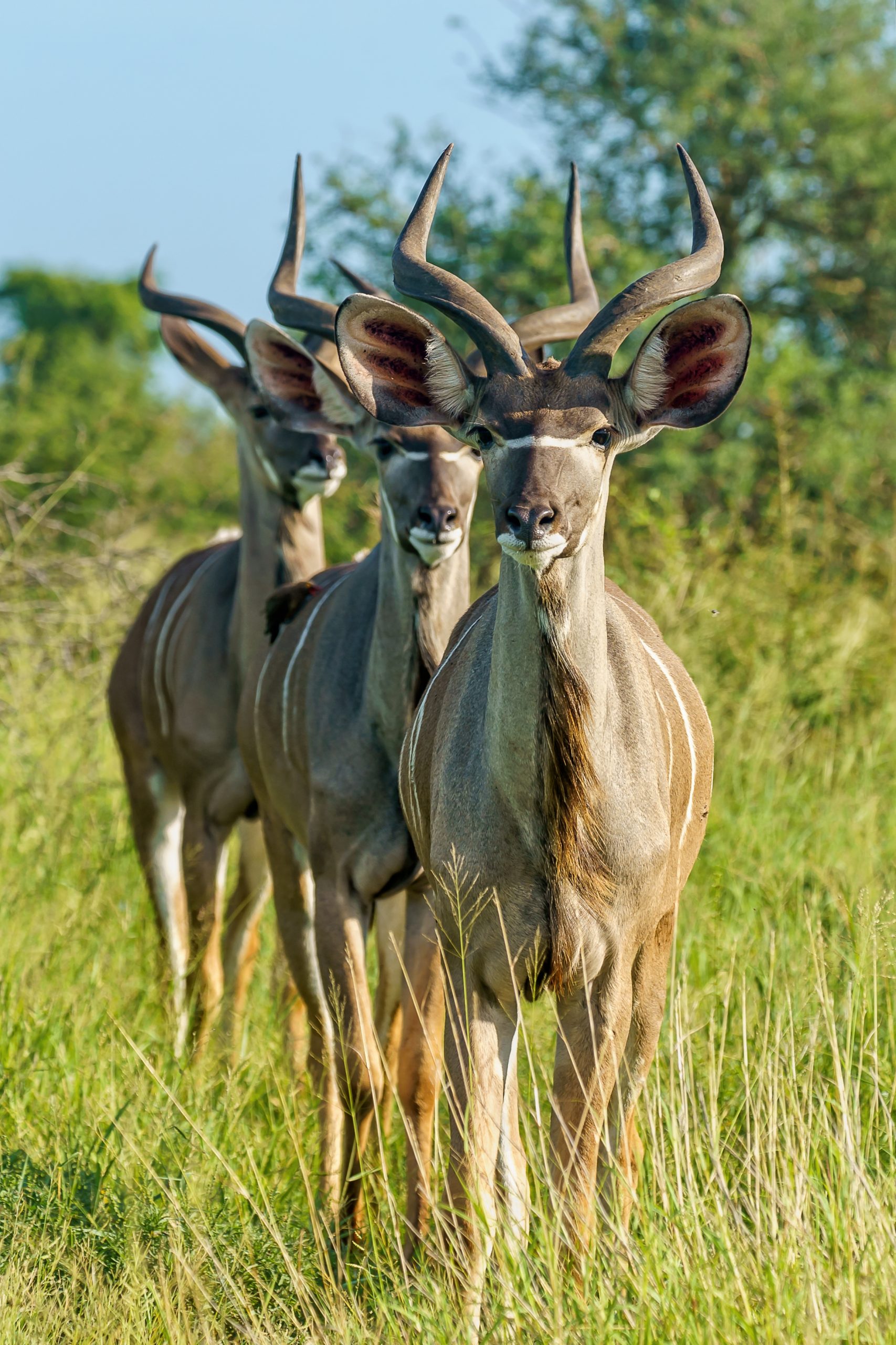 Shallow focus vertical shot of three young kudu antelopes standing on a grass ground A shallow focus vertical shot of three young kudu antelopes standing on a grass ground with a blurred background